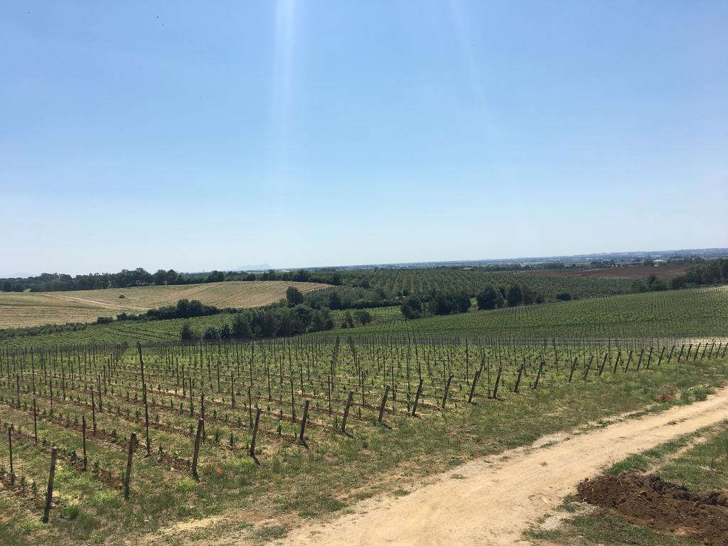 Il Casale Degli Ulivi - Agriturismo - Tenimenti Leone Lanuvio Ngoại thất bức ảnh