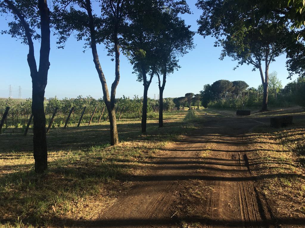 Il Casale Degli Ulivi - Agriturismo - Tenimenti Leone Lanuvio Ngoại thất bức ảnh