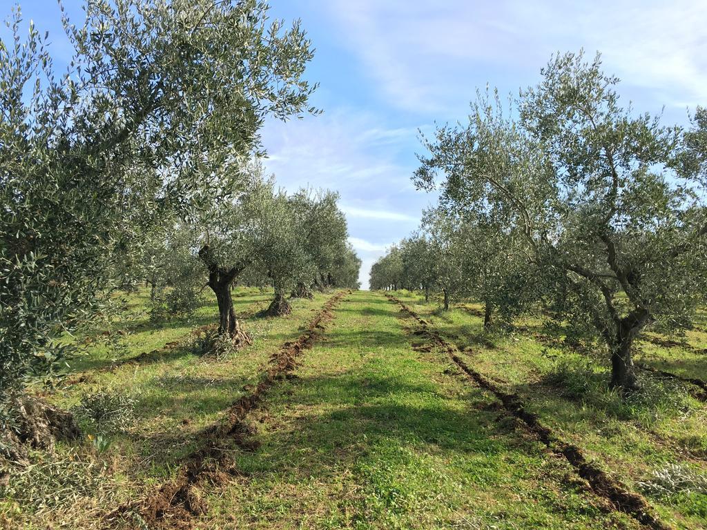 Il Casale Degli Ulivi - Agriturismo - Tenimenti Leone Lanuvio Ngoại thất bức ảnh